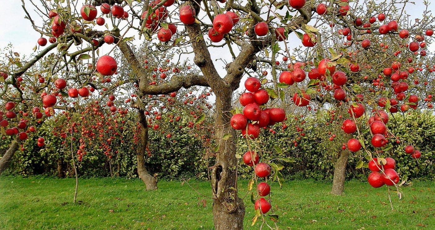 Die besten Mehrstämmige Bäume für verschiedene Gartenstile – Eine Übersicht