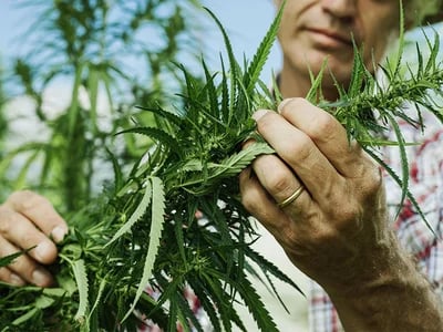 Hanfzucht leicht gemacht: Die richtigen Marihuanasamen finden
